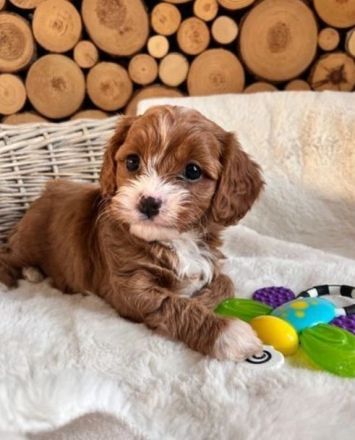 Niedliche Malteser-Männchen und -Weibchen im Miniaturformat