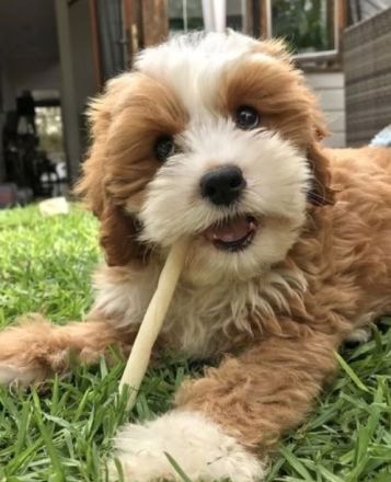 Malteserwelpen – süß und reinrassig