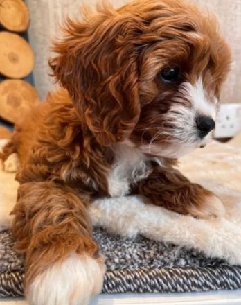 Malteserwelpen – süß und reinrassig