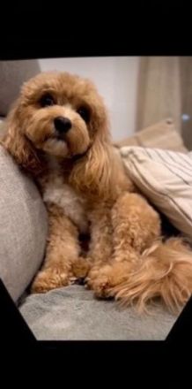 Malteserwelpen – süß und reinrassig