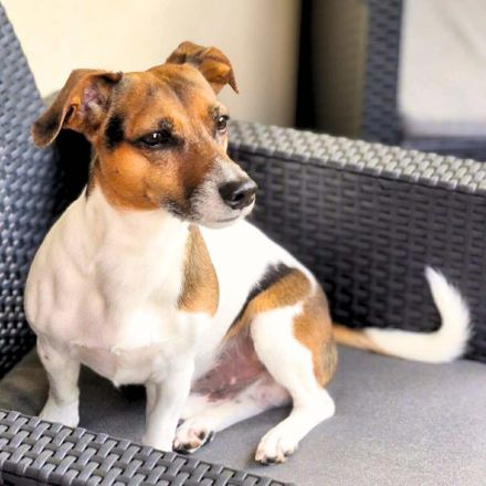 Barnie in 09350 Lichtenstein sucht sein Für-immer-Zuhause