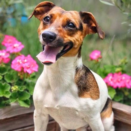 Barnie in 09350 Lichtenstein sucht sein Für-immer-Zuhause