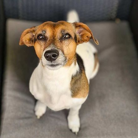 Barnie in 09350 Lichtenstein sucht sein Für-immer-Zuhause