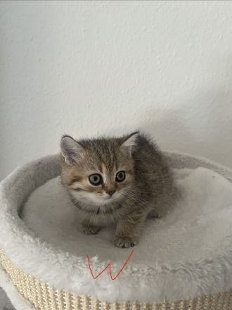BKH Kitten