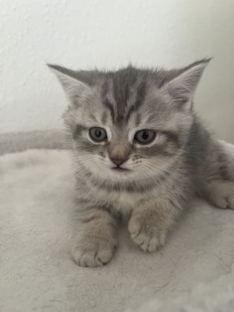 BKH Kitten