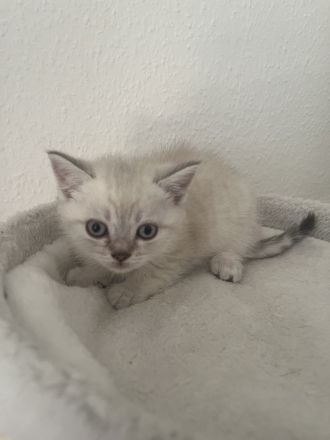 BKH Kitten