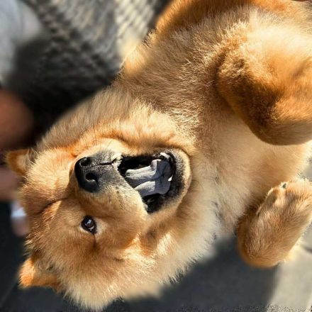 Kimbo in 16259 Oberaue sucht sein Für-immer-Zuhause