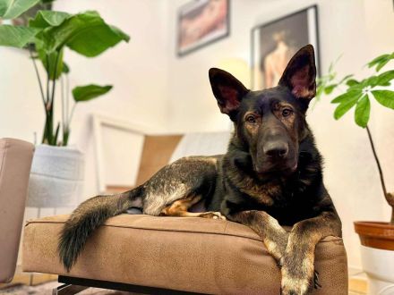 Ares in 18106 Rostock sucht sein Für-immer-Zuhause