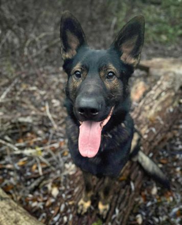 Ares in 18106 Rostock sucht sein Für-immer-Zuhause