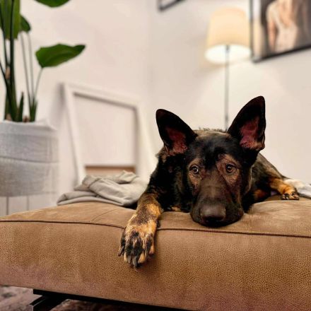 Ares in 18106 Rostock sucht sein Für-immer-Zuhause