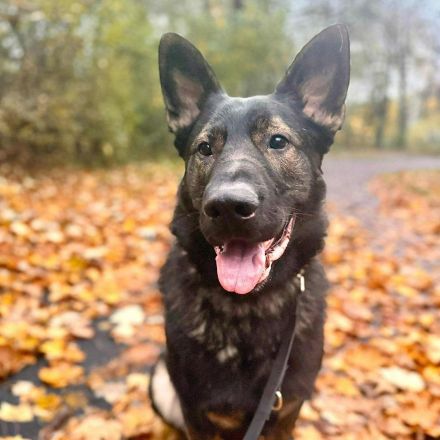 Ares in 18106 Rostock sucht sein Für-immer-Zuhause