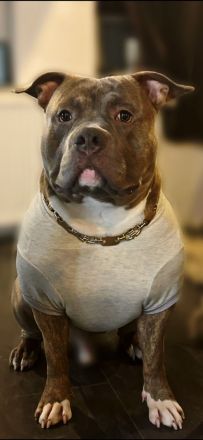 Amerikan Bully Rüde