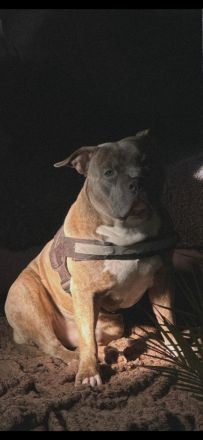 Amerikan Bully Rüde