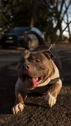 Amerikan Bully Rüde