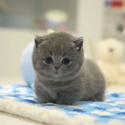 Neugeborene Britisch Kurzhaar-Kätzchen mit Stammbaum
