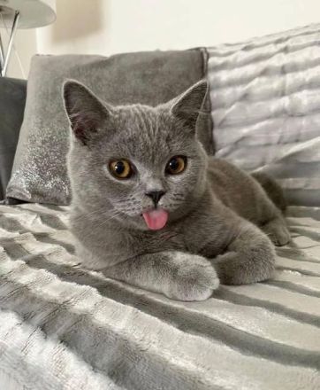 Neugeborene Britisch Kurzhaar-Kätzchen mit Stammbaum