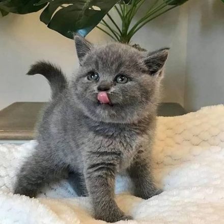 Neugeborene Britisch Kurzhaar-Kätzchen mit Stammbaum