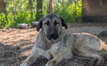 Maggie sucht ländliches Zuhause