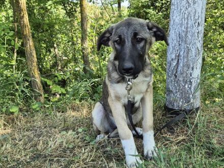 Maggie sucht ländliches Zuhause