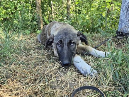 Maggie sucht ländliches Zuhause