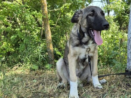 Maggie sucht ländliches Zuhause