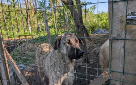 Maggie sucht ländliches Zuhause