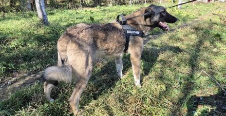 Maggie sucht ländliches Zuhause