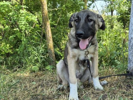 Maggie sucht ländliches Zuhause