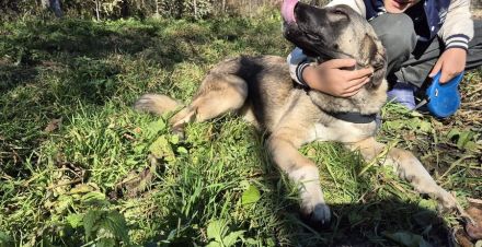 Maggie sucht ländliches Zuhause