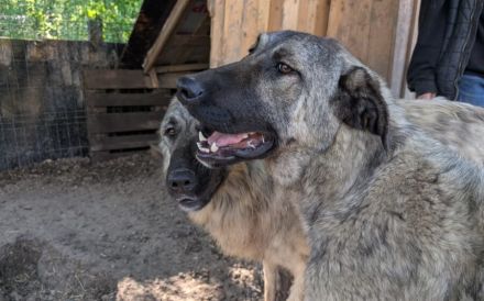 Maggie sucht ländliches Zuhause