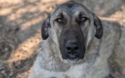 Maggie sucht ländliches Zuhause