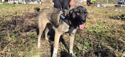 Maggie sucht ländliches Zuhause