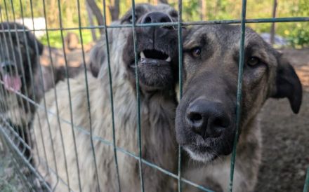 Maggie sucht ländliches Zuhause