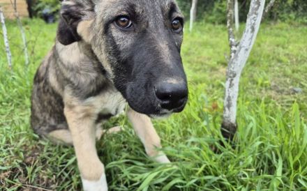 Maggie sucht ländliches Zuhause