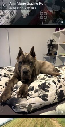 Cane Corso Hündin 14 Monate