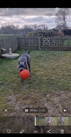Cane Corso Hündin 14 Monate