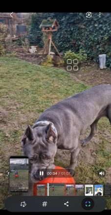 Cane Corso Hündin 14 Monate