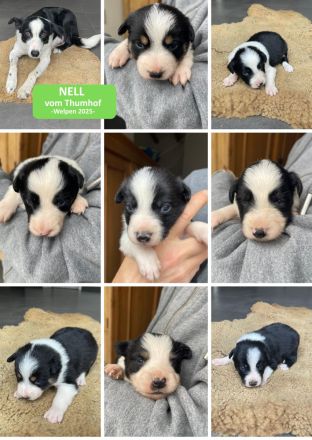 Reinrassige Border Collie Welpen aus erfahrener Hand