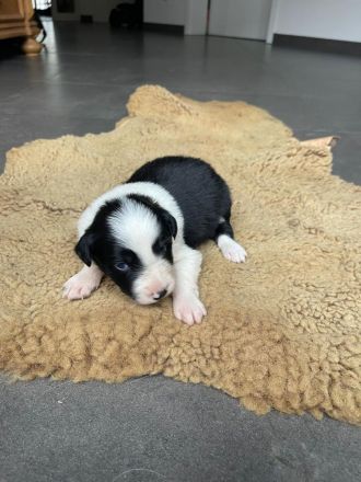 Reinrassige Border Collie Welpen aus erfahrener Hand