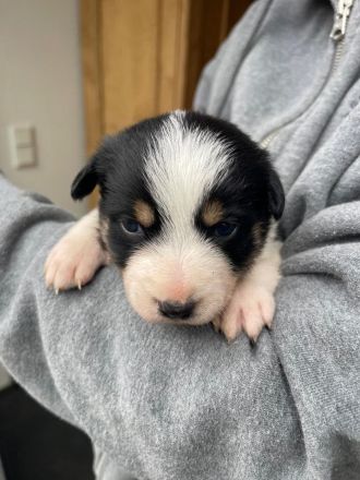 Reinrassige Border Collie Welpen aus erfahrener Hand