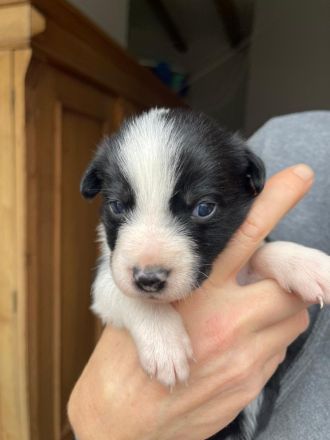 Reinrassige Border Collie Welpen aus erfahrener Hand