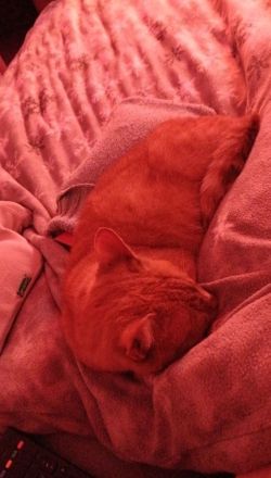 Verschmuster Kater sucht liebevolles zuhause