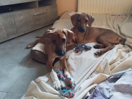 Rhodesian Ridgeback Welpen Mädchen