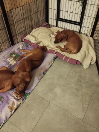 Rhodesian Ridgeback Welpen Mädchen