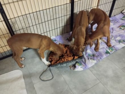 Rhodesian Ridgeback Welpen Mädchen