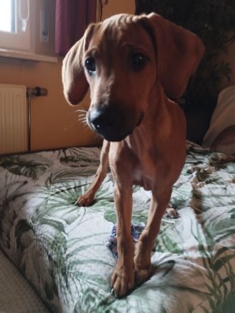 Rhodesian Ridgeback Welpen Mädchen