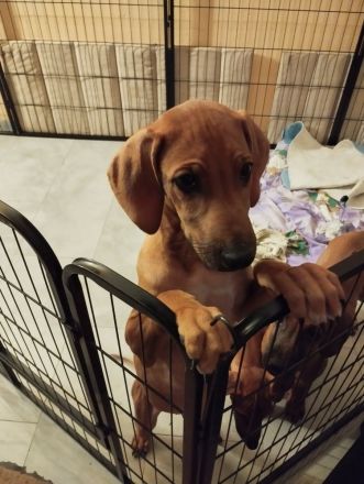 Rhodesian Ridgeback Welpen Mädchen