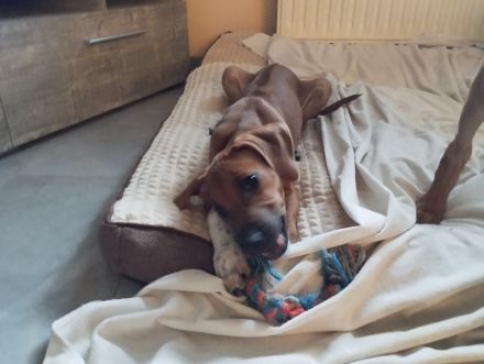 Rhodesian Ridgeback Welpen Mädchen