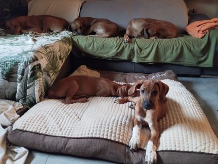 Rhodesian Ridgeback Welpen Mädchen