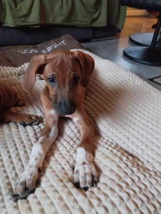 Rhodesian Ridgeback Welpen Mädchen